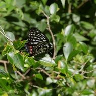 extraordinarily beautiful black butterfly