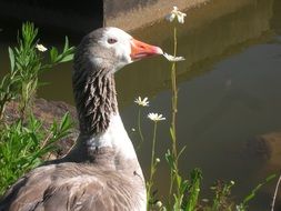 white and grey goose