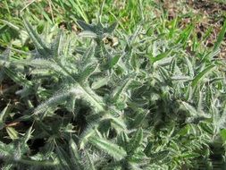 Carduus acanthoides closeup