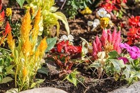 Pollen spring plants