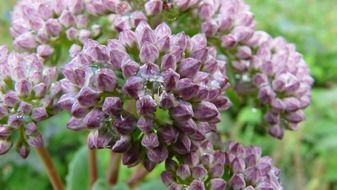 lush purple flowers close up