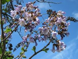 blooming paulownia tomentosa tree