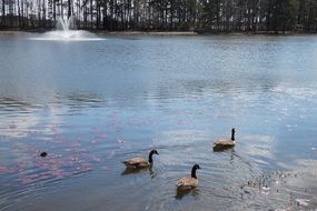 birds swimming in the pond