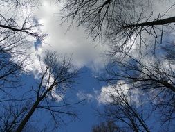 white clouds and blue sky over autumn trees