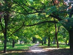 tree alley in a peaceful autumn park