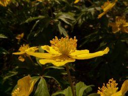 yellow flowers anemone among the grass