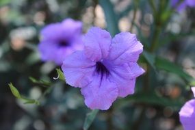 blue cute flower bloom