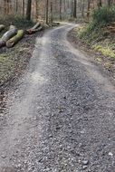 hiking forest trail