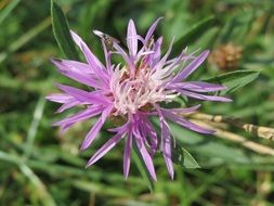 brown knapweed flower