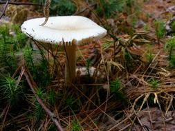 ground mushroom in the forest