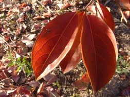 big leaves in autumn colors