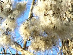 dry fluffy clematis seeds