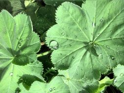 water drops on the leaves