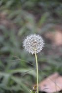 closeup picture of natural dandelion plant