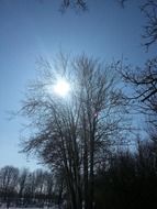 winter sun through tree branches