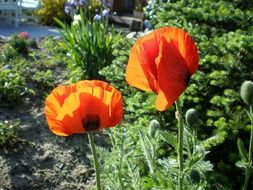 orange poppies in the garden