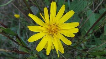Wild yellow flower on the meadow