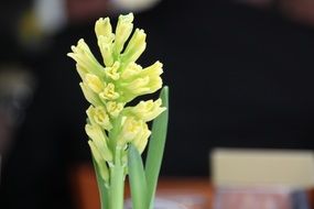 Yellow and green hyacinth flowers