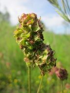 sanguisorba, burnet, inflorescence of wildflower close up