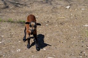 wildlife photography of goat