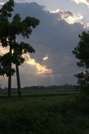 trees in the shadow of the clouds