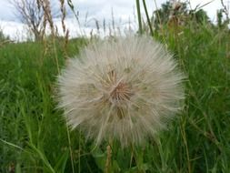 White dandelion on meadow