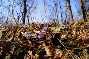 purple flower among the dry leaves in the forest