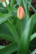 delicate tulip bud