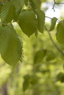 branch with green leaves close up