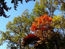 amazing autumn foliage