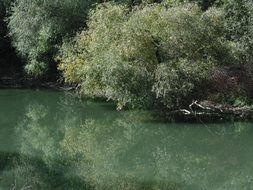 green trees above the water