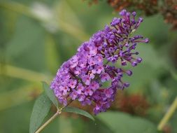 purple butterfly bush in the garden