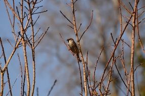 tiny perched sparrow in spring