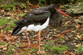big black and white stork among the colorful plants in wildlife