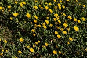 the ground is covered with yellow dandelions