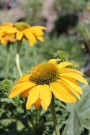 extraordinary beautiful yellow garden flower