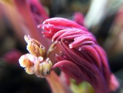 Macro picture of spring flower