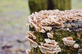tree trunk covered in mushrooms