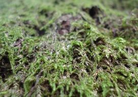 Moss on the floor in the forest