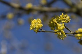 yellow flowering branch in spring