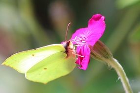 moth on a bright pink flower