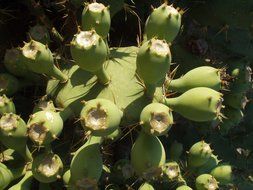 cactus plant at the sunlight