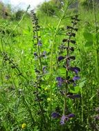 meadow clary flowers