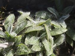 green leaves of a plant in a meadow in nature