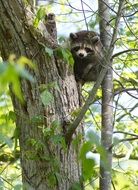 raccoon climbing a tree