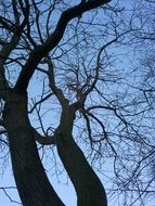 bare trees in the forest in winter