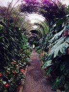 green exotic plants in the greenhouse