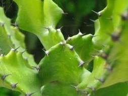 spikes on tropical green cactus