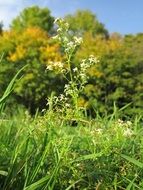 hedge bedstraw on the summer meadow