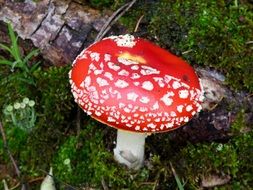 bright fly agaric on green moss